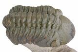 Detailed Reedops Trilobite - Atchana, Morocco #359177-2